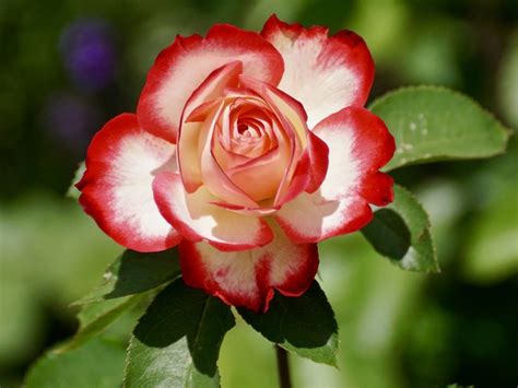 Rose Gardening Tips For Successful Rose Gardening Pioneer Thinking
