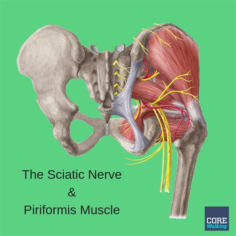 The Sciatic Nerve And Piriformis Muscle Can Be A Pain In The Butt