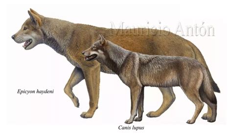 How Big Was The Dire Wolf Quora Prehistoric Animals Prehistoric