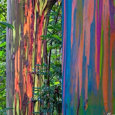 The Rainbow Eucalyptus An Unusual Tree With A Multicoloured Trunk