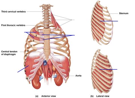 Exam 2 Upper Torso Muscles Diagram Quizlet