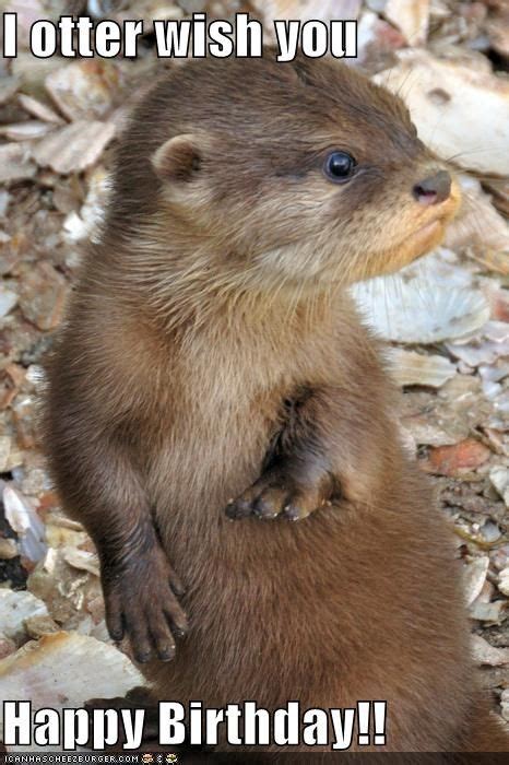 I Otter Wish You Happy Birthday Otters Animal And Baby Animals
