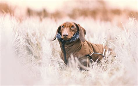 Download Wallpapers Dachshund Winter Snow Dog Clothes Pets For