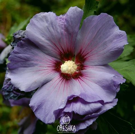 Hibiscus Syriacus Purple Satin Rose Of Sharon 50 Fresh Seeds Etsy