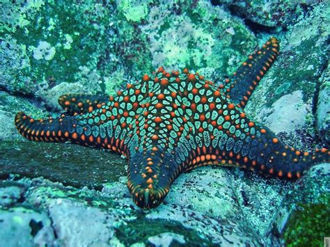 Ocean Starfish Underwater 1100x826 Starfish Ocean Creatures