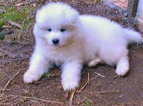 One of the best ways of keeping your samoyed's coat in check is with consistent coat brushing. Samoyed Puppy for sale in Abuja