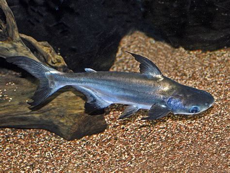 Freshwater Aquarium Shark Types