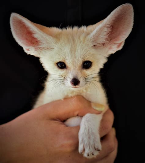 How To Get A Fennec Fox In California