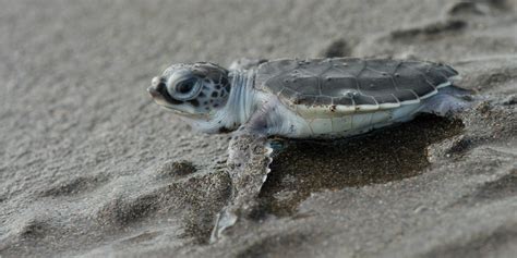 Learn More About Endangered Sea Turtles And How You Can Help To Protect