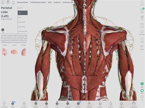 Complete Anatomy 3d Project By Gusztav Velicsek Zbrushtuts
