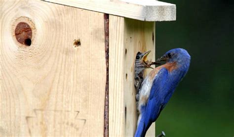 How To Prepare Nest Boxes For Next Season Farm And Dairy