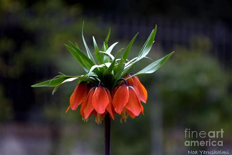Crown Imperial Lily Flower Photograph By Noa Yerushalmi Pixels