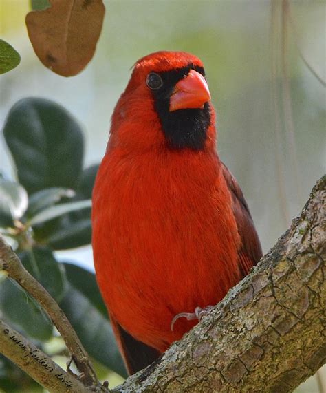 Northern Cardinal C 2019 By Susan Faulkner Davis All Ri Flickr