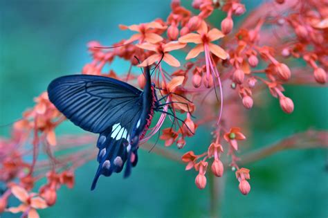 Blue Butterfly Wallpapers Backgrounds