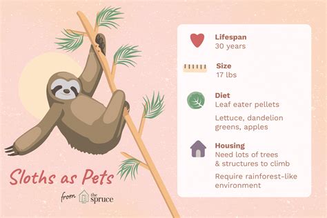 Should You Keep A Sloth As A Pet
