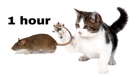 Free the mouse and then you can chase it! cat game | rat on the screen to make fun with cat - YouTube