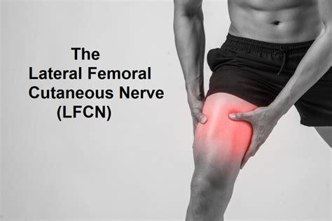The Lateral Femoral Cutaneous Nerve Lfcn Internationaldrugmart