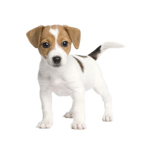 Jack Russell Terrier Puppy Love And Me Jack Russell Terrier Puppies