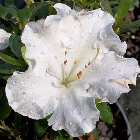 Gumpo White Azalea Groundcover White Flowering Azalea —