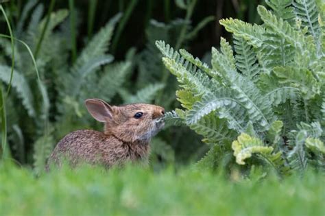29 Rabbit Resistant Plants That Rabbits Wont Eat In Your Garden