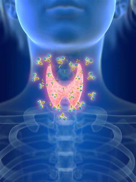 How Thyroid Health Affects The Immune System Renewed Vitality