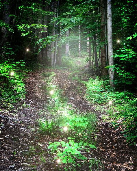 Wald Dream Forest Light Magic Hd Phone Wallpaper Peakpx