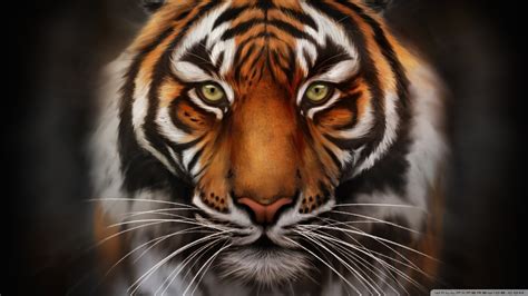1920x1080 Tiger Wallpaper Full Hd Wallpapersafari