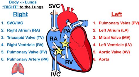 39 Blood Flow Diagram Of The Heart Labeled