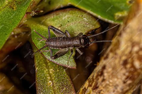 Premium Photo True Cricket Nymph