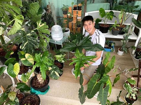 เจ้ามอนสเตอร่าถูกยกให้เป็น ราชินีแห่งไม้ใบ ด้วยความที่มีใบขนาดใหญ่ มันวาว มีรอยแฉกฉลุบนใบที่สวยงาม ซึ่งเป็นลักษณะเด่นของพืชตระกูลนี้. Photo Gallery สวนวิกฤตโควิด! "มอนสเตอร่าใบด่าง" ไม้ประดับ ...