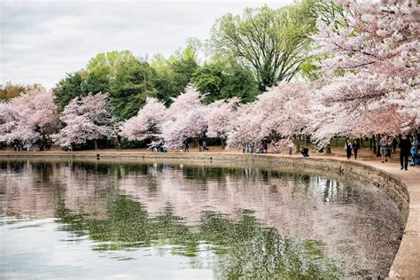Dc Cherry Blossom Watch April 7 2019