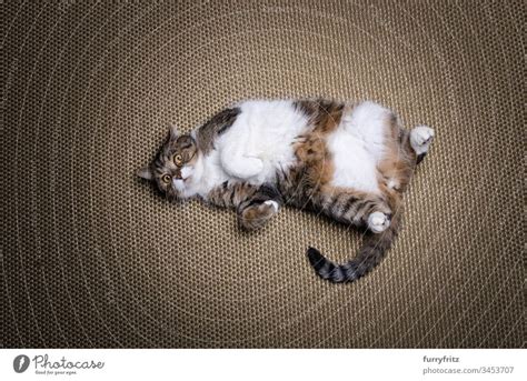 Overweight Lazy British Shorthair Cat Lies On The Back A Royalty Free