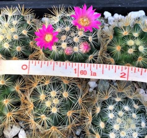 Fortunately they do tolerate low light situations for short periods. Mammillaria laui var. Subducta | The Cactus King