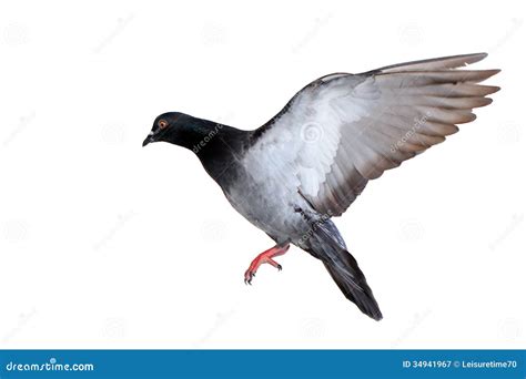 Flying Pigeon Isolated On White Royalty Free Stock Photography Image