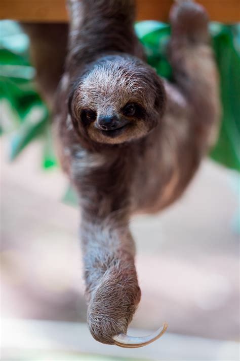 Two Toed Sloths Wallpapers Wallpaper Cave
