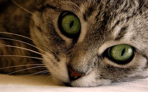 Animals Cat Muzzle Eyes Striped Grey Hd Wallpaper Pxfuel