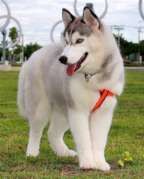 Best 12 Pictures Of Huskies This Year Inside Dogs World