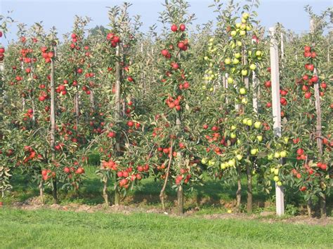 Small Home Orchard Orchard Apple My Orchard Garden Pinterest