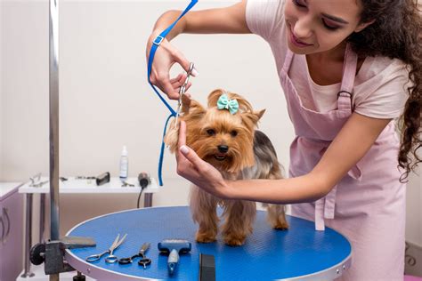 Professional Dog Grooming Your Dog Grooming Questions Answered