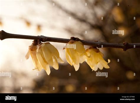 Wintersweet Chimonanthus Praecox A Fragrant Winter Flowering Shrub