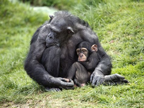Evidence That Chimpanzee Moms Can Be Sneaky Too 137 Cosmos And
