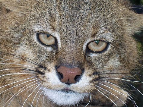 Maybe you would like to learn more about one of these? Gato de los pajonales | Juan Villalba-Macías | Flickr
