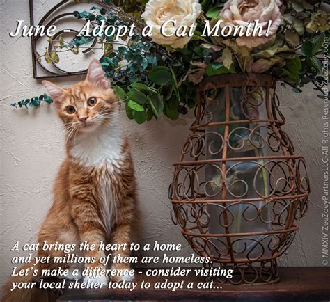 To facilitate social distancing, we offer adoptions by appointment at our adoption partner. June is Adopt a Cat Month and We Share 10 Great Reasons ...