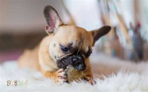 5 Best Food For French Bulldog With Skin Allergies Dog Fluffy