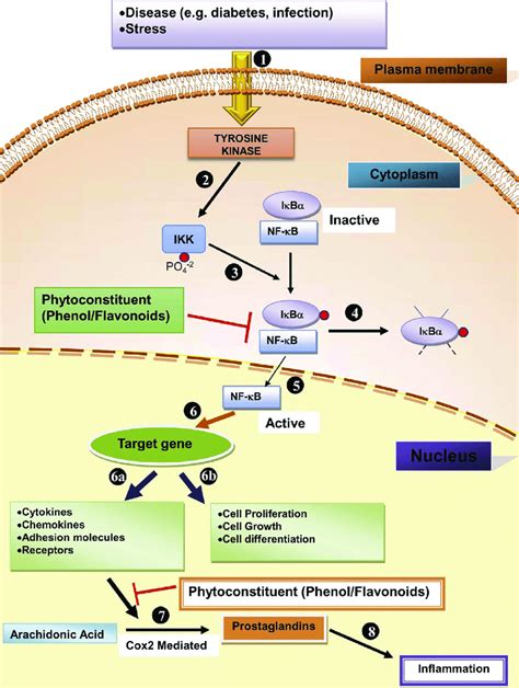 Molecular mechanism of antiinflammatory action of Pedicularis