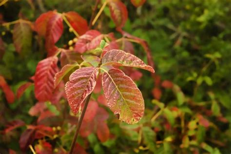 Poison Oak How To Identify And Get Rid Of Poison Oak Plants Hgtv