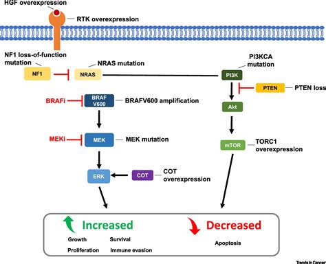Clinical Development Of Braf Plus Mek Inhibitor Combinations Trends In Cancer