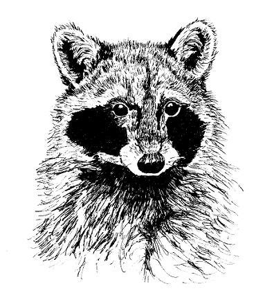 Maybe you would like to learn more about one of these? Drawing Animals in Pen and Ink - Samantha Bell