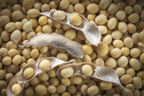 Soybean Production In India The Agrotech Daily