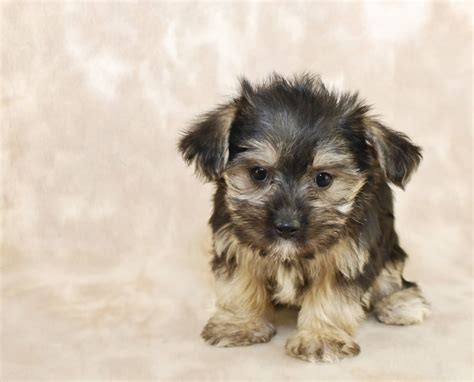 Yorkie And Maltese Mix
